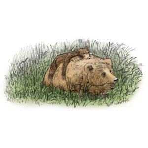 Illustration of two bears. Clickable link to illustrations gallery.